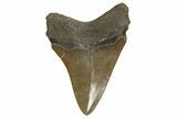 Serrated, Fossil Megalodon Tooth - South Carolina #321294-1